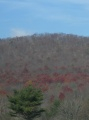 Patchwork of Red