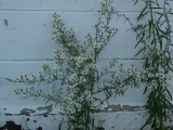 Wildflowers by the Wall