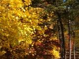 West Virginia Autumn