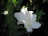 Shadowed Blooms