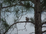 Evergreen Dove