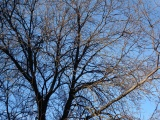 Branches in Shadow and Light