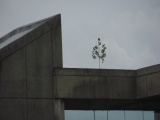 Tree on the Roof