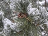 Sheltered Pine Cone