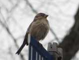 Street Sign Perch