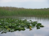 Tranquil Water