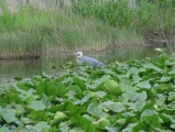 Heron in the Canal