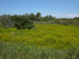 Verdant Field