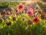 Mound of Flowers