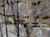 Moss Crevices
