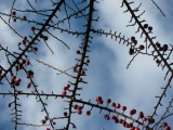 Berry Branches