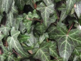 Ivy in January