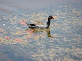 Splashes of Orange