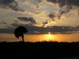 Palm Tree at Sunset