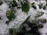 Cupped Crystals