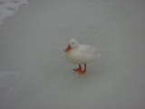 Winter Duck