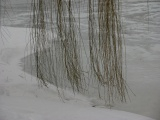 Willow Branches by the Frozen Pond