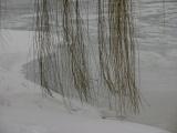 Willow Branches by the Frozen Pond