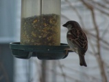 Snacks for a Sparrow