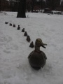 Make Way for Winter Ducklings
