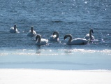 Six Swans