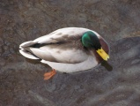 Overview of a Duck