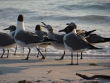 Beach Gulls