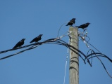 Crows on a Wire