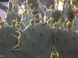 Cactus Buds