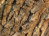 Rough Bark