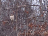 Hawk in a Winter Tree