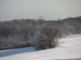 Frosted Woods