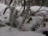 Ice on the Greenery