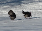 Turkey Display