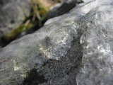 Iced Lichen