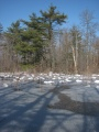 Shadows on the Pond