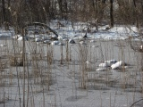 Frozen Reeds