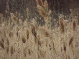 Feathery Winter Grasses