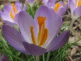 Spring Crocuses