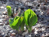 Skunk Cabbage