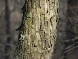 Pixelated Bark