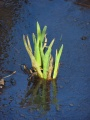 Green Shoots in Water