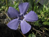 Five Purple Petals