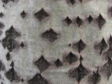 Diamond Bark