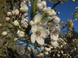 Sunlight on Blossoms