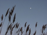 Evening Grasses