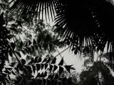 Tropical Silhouette