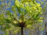 Glowing Tree Flowers