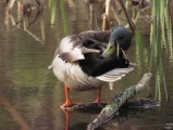 Grooming Duck