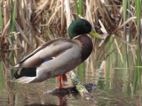 Well-Groomed Duck